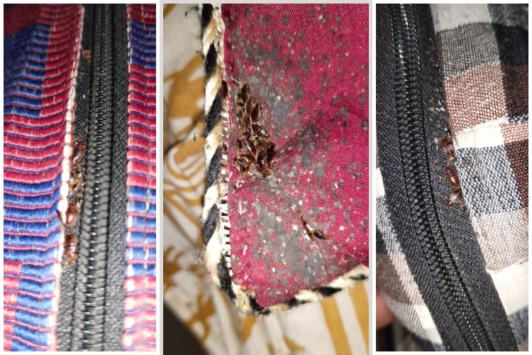 Bedbug Infestation