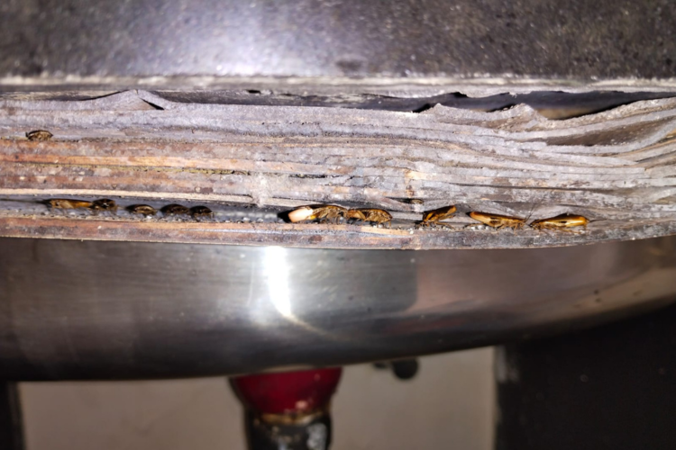 Cockroach With Eggs