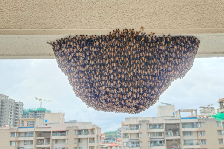 Honeycomb Removal