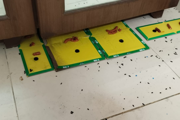 Rat Treatment