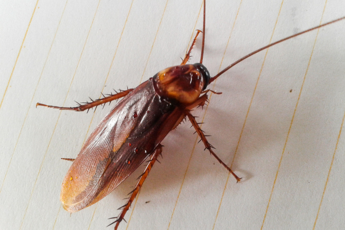 Cockroach Control