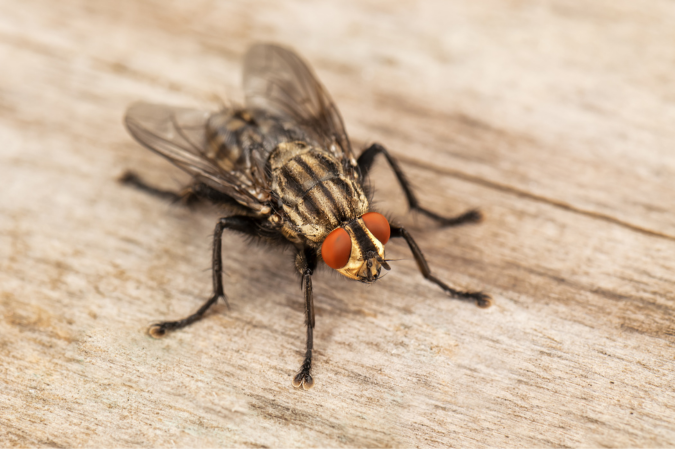 Flying Bee Control