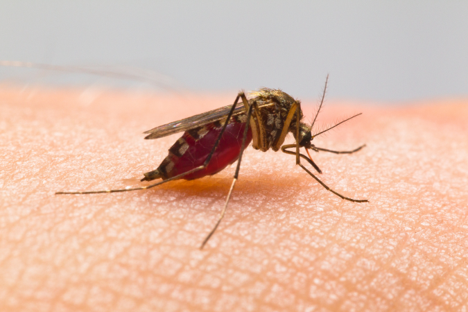 Mosquito Control