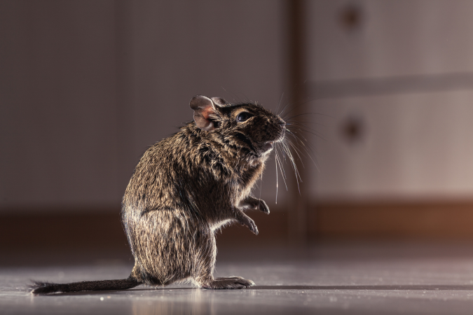 Rodent Control